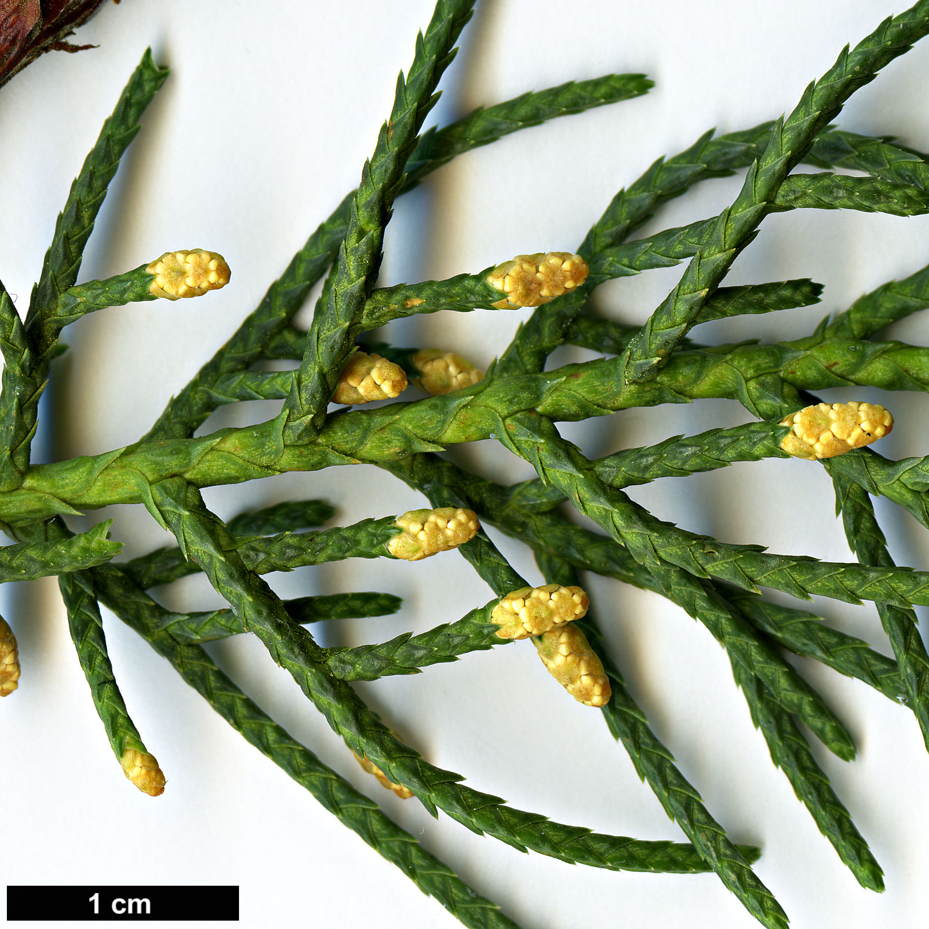 High resolution image: Family: Cupressaceae - Genus: Cupressus - Taxon: arizonica - SpeciesSub: var. arizonica